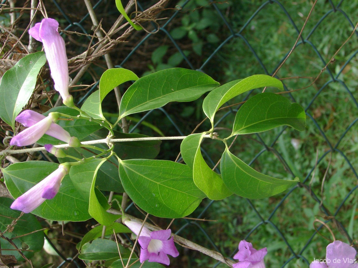 Mansoa hymenaea (DC.) A.H.Gentry